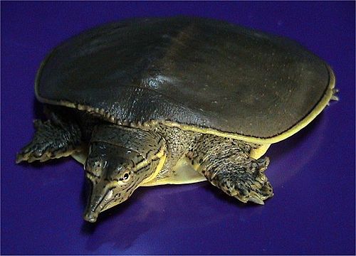 Spiny softshell turtle